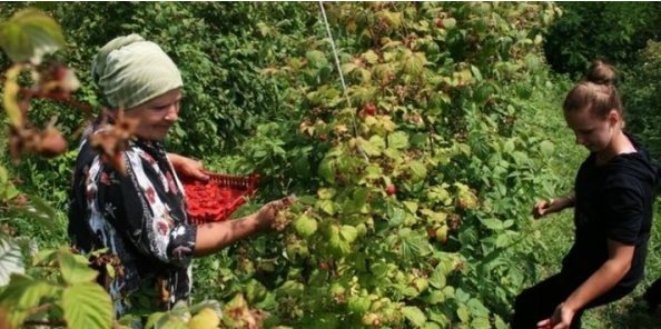 Javni poziv poticaji za uzgoj malina