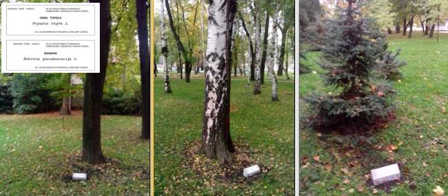 Primjeri obilježenih stabala