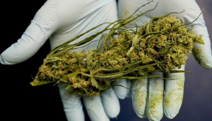 Uskoro legalizacija kanabisa u BiH u medicinske svrhe