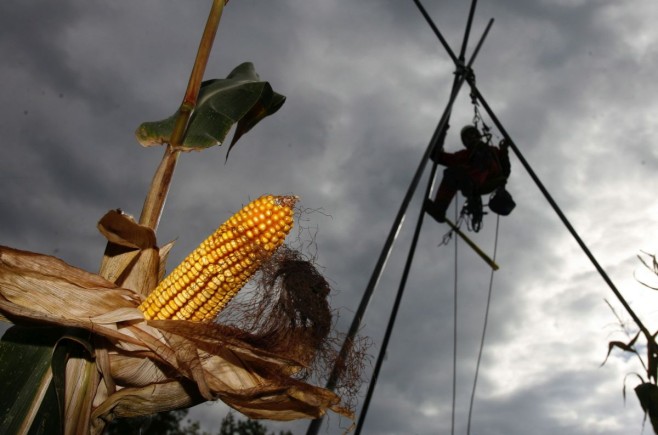 GMO u čokoladama, keksu, slatkišima…