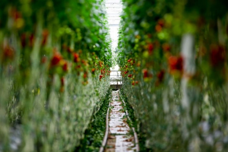 Od 1. januara voćarima i povrtlarima u BiH sankcije EU