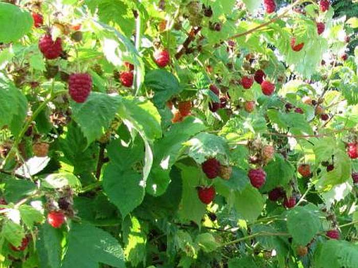 Procvat poljoprivredne proizvodnje u BiH