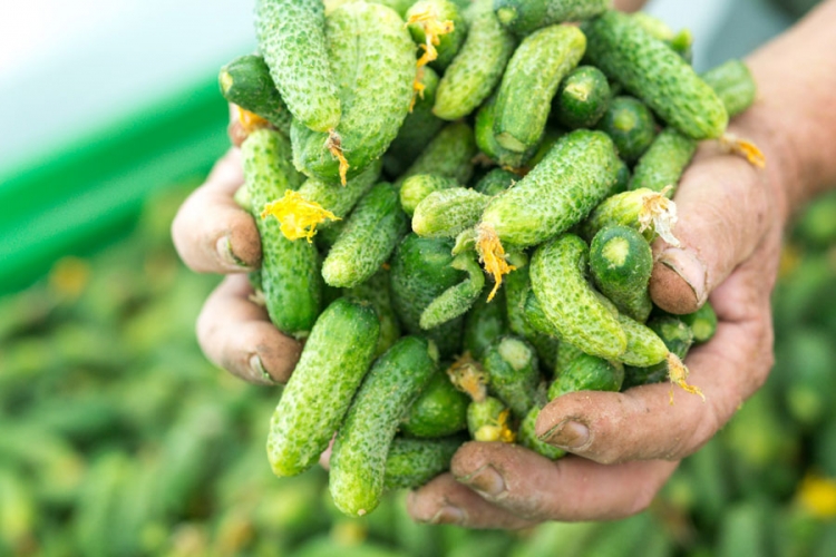 Sve veći interes za uzgoj kornišona u BiH