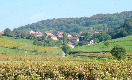 Na svakog nezaposlenog u BiH dođe 20 dunuma neobrađenog zemljišta