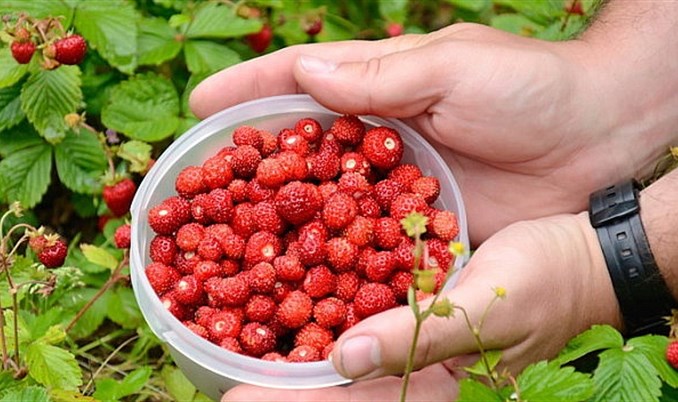 BiH zauzela 12. mjesto u svijetu po proizvodnji jagodičastog voća