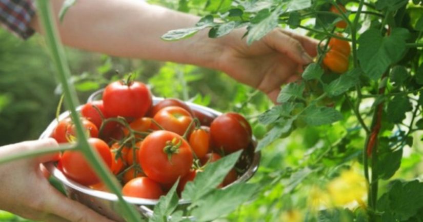 U FBiH uskoro Zakon o organskoj proizvodnji