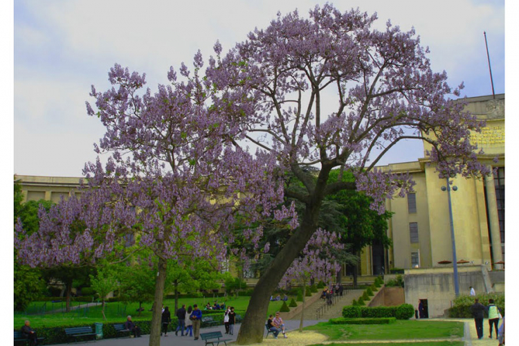Kinesko carsko drvo osvaja BiH