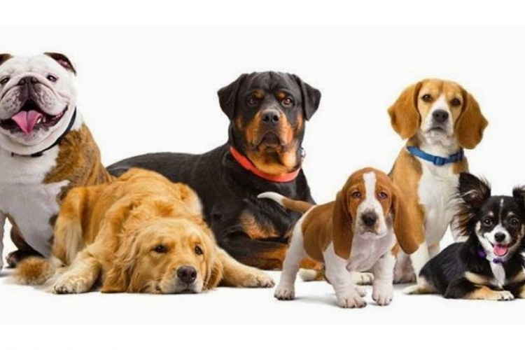 Naučnici dokazali da psi stvarno razumiju šta im ljudi govore