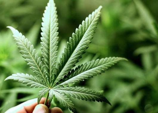 Zeleno svjetlo za upotrebu medicinskog kanabisa u BiH