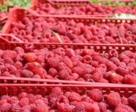 Dobra vijest za proizvođače