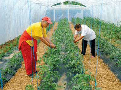 Organska proizvodnja – šansa za domaće povrtlare