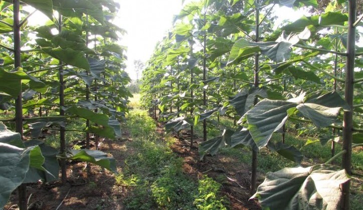 Sve istine i zablude o paulovniji- najpopularnijem drvetu u BiH