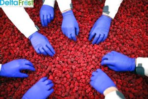 Delta Frost traži radnike za proizvodnju smrznutog voća