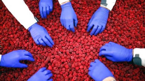 Delta Frost traži radnike za proizvodnju smrznutog voća