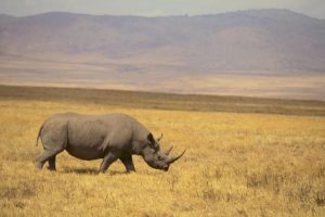 Ovih 11 vrsta čovjek je već iskorijenio, koje će još do 2020