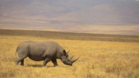 Ovih 11 vrsta čovjek je već iskorijenio, koje će još do 2020