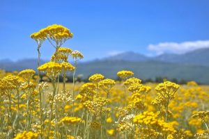 BiH smještena u samom vrhu zemalja po izvozu eteričnog ulja