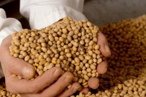 Hranu s GM sojom u BiH proizvodi čak 31 poduzeće, saznajte koja